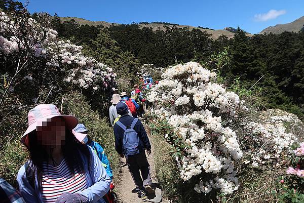 1100424合歡山玉山杜鵑 (76).JPG