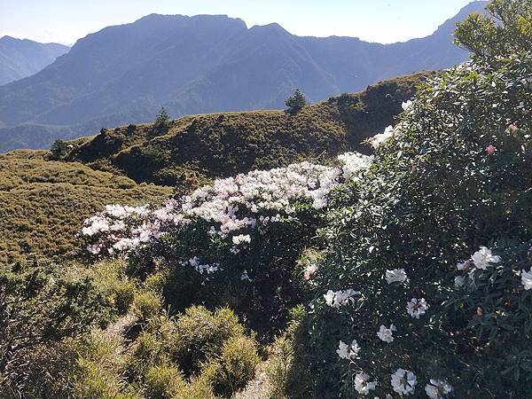 1100424合歡山玉山杜鵑 (86).jpg