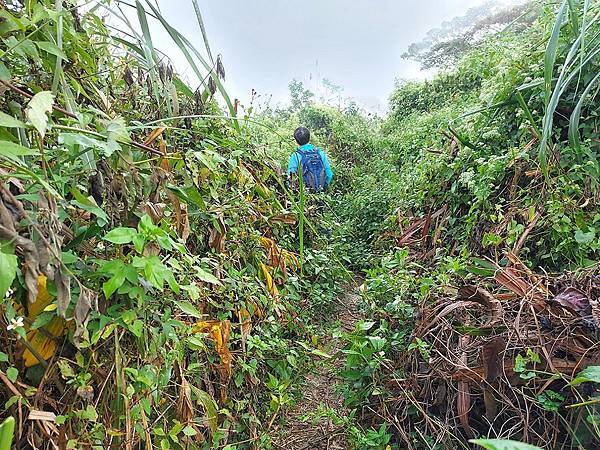 1111120刣牛湖山 (2).jpg