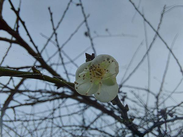 1111120刣牛湖山 (7).jpg