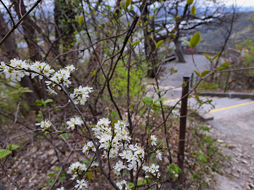 1120407Leopoldsberg (31).jpg