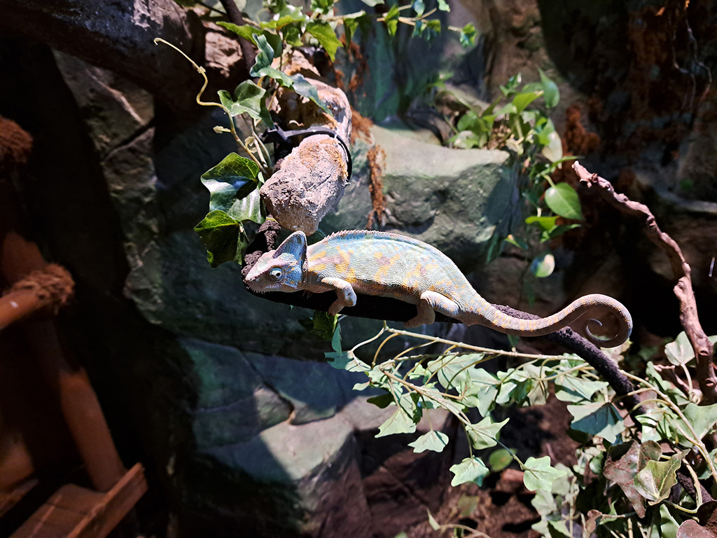 Zoolung Zoolung (10).jpg Zoolung Zoolung (10).jpg