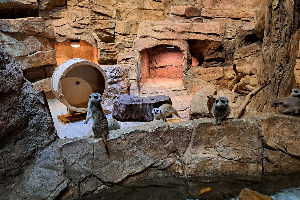 Zoolung Zoolung (13).jpg Zoolung Zoolung (13).jpg