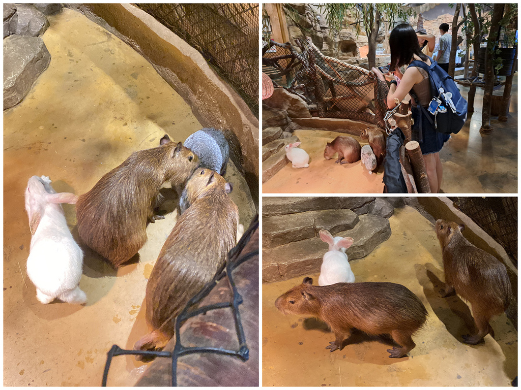 Zoolung Zoolung (17).jpg Zoolung Zoolung (17).jpg