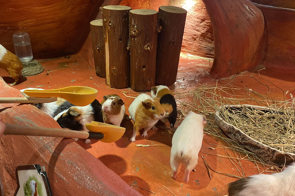 Zoolung Zoolung (23).JPG Zoolung Zoolung (23).JPG