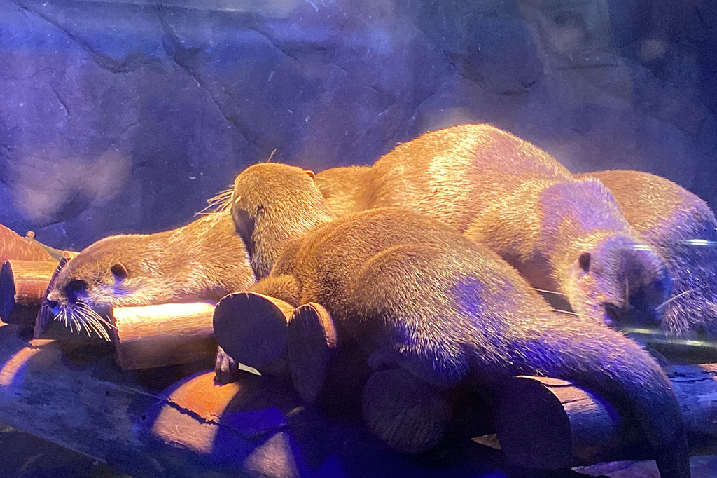 Zoolung Zoolung (30).JPG Zoolung Zoolung (30).JPG