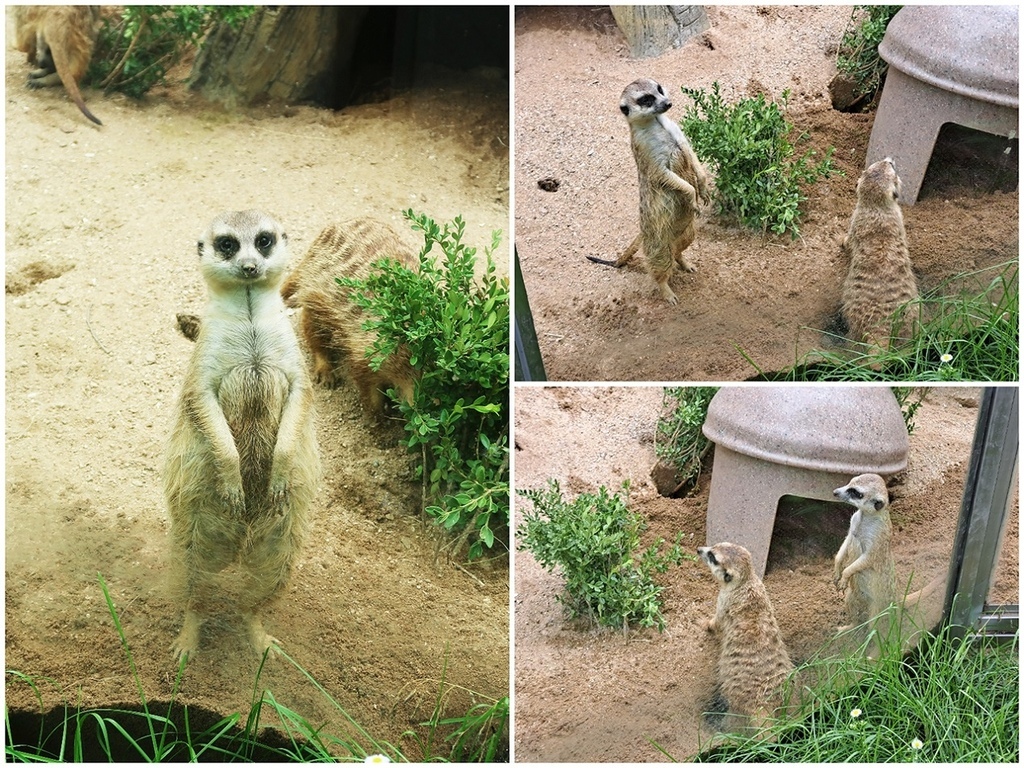 1120702首爾動物園 (34).jpg