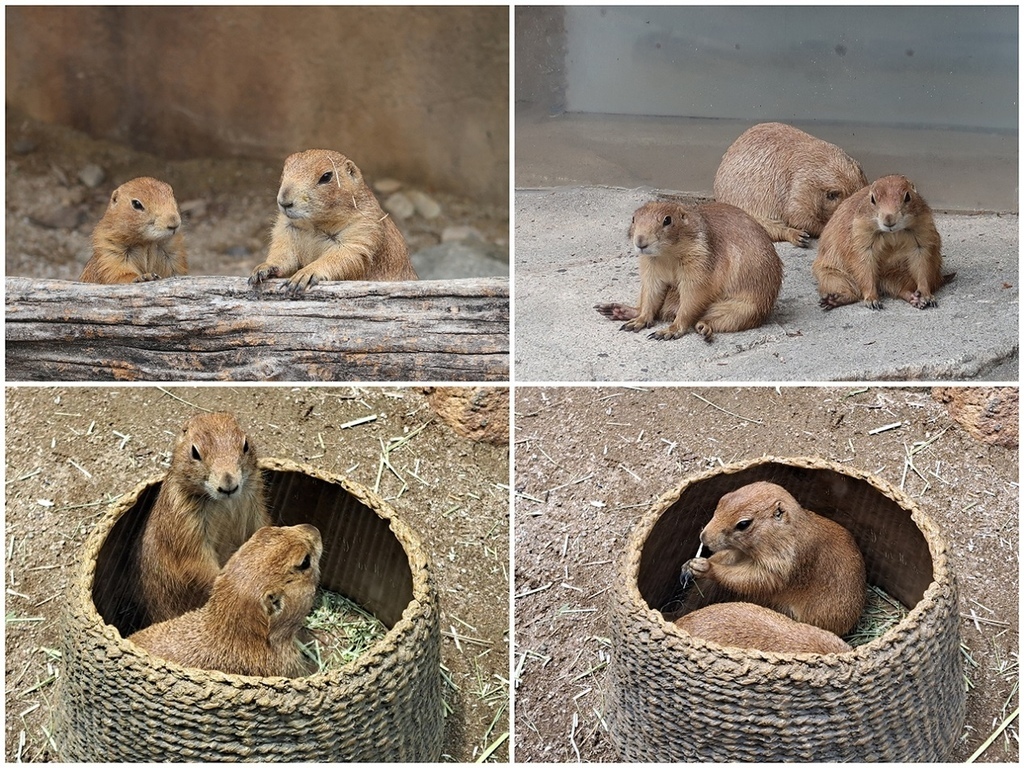 1120702首爾動物園 (35).jpg