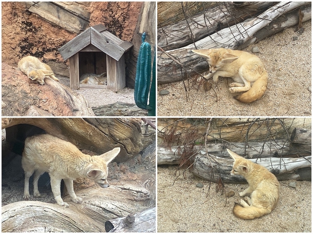 1120702首爾動物園 (38).JPG