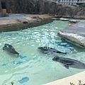 1120702首爾動物園 (43).JPG