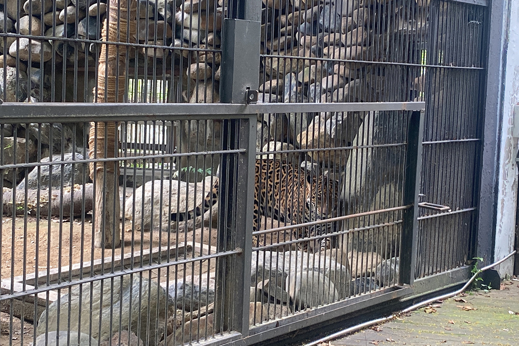 1120702首爾動物園 (46).JPG