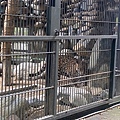 1120702首爾動物園 (46).JPG