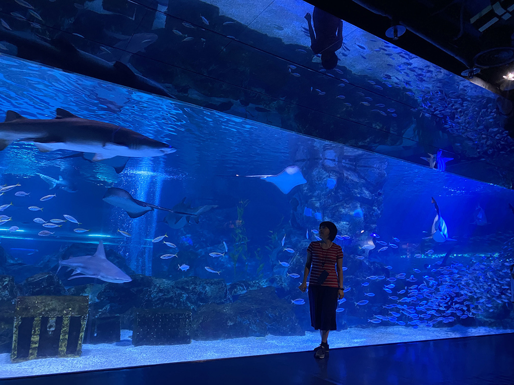 1120702 COEX水族館 (32).JPG