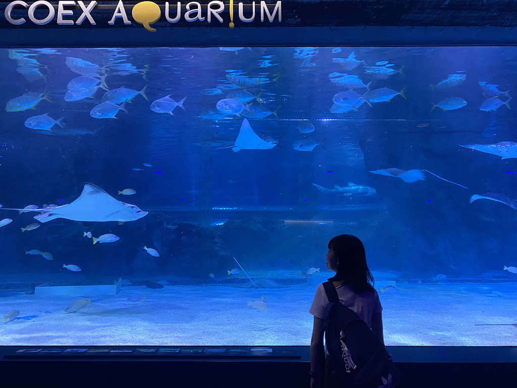 1120702 COEX水族館 (34).JPG