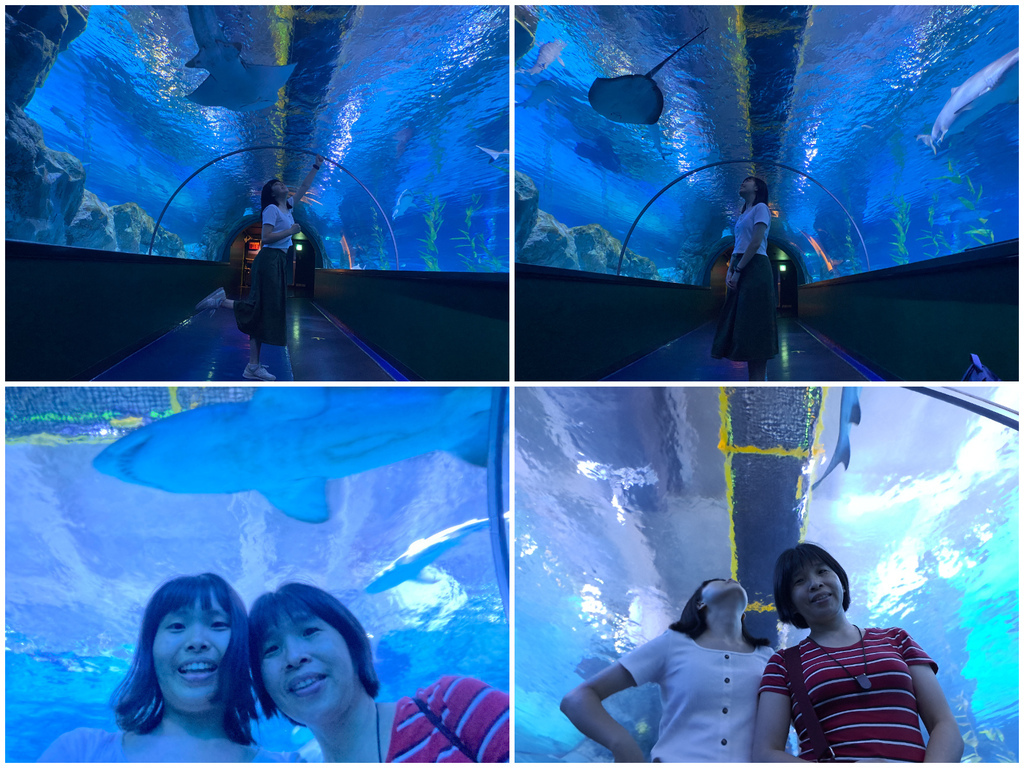 1120702 COEX水族館 (49).JPG