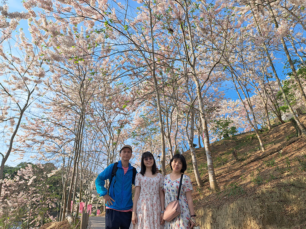 1130420阿拉伯粉紅村花旗木 (6).jpg