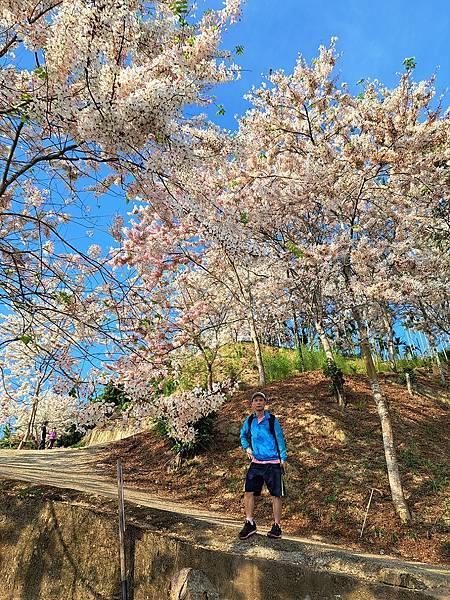 1130420阿拉伯粉紅村花旗木 (9).jpg