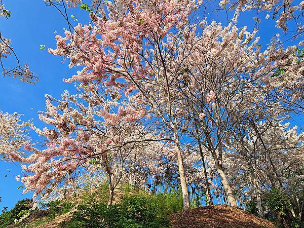 1130420阿拉伯粉紅村花旗木 (16).jpg