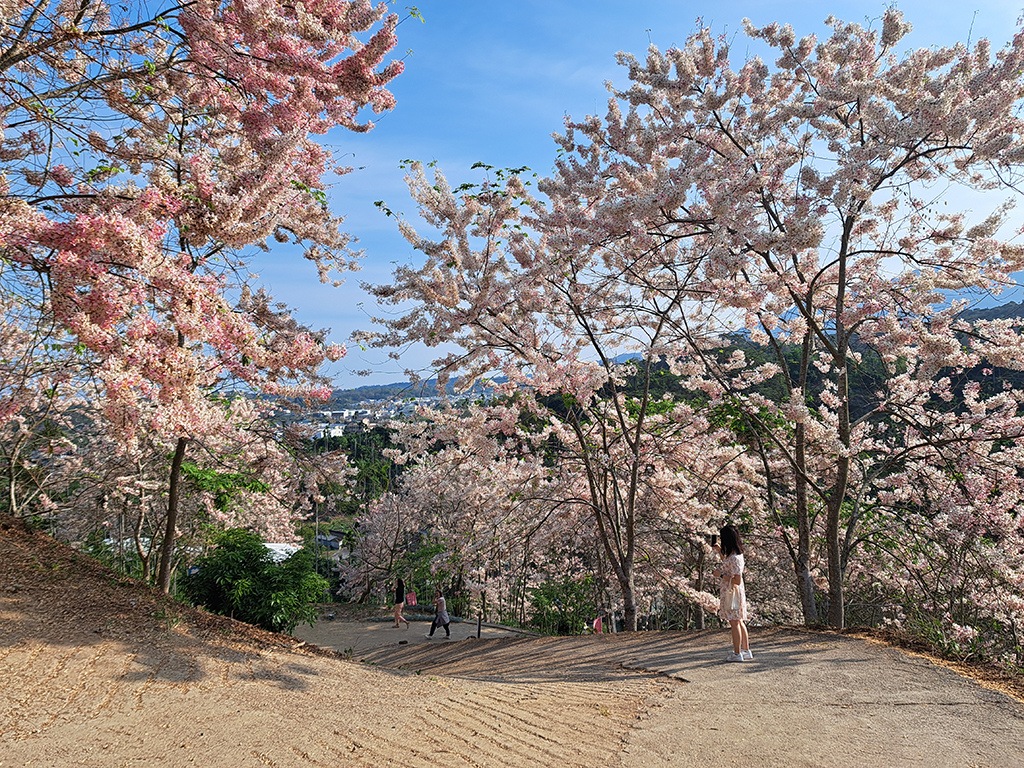 1130420阿拉伯粉紅村花旗木 (17).jpg