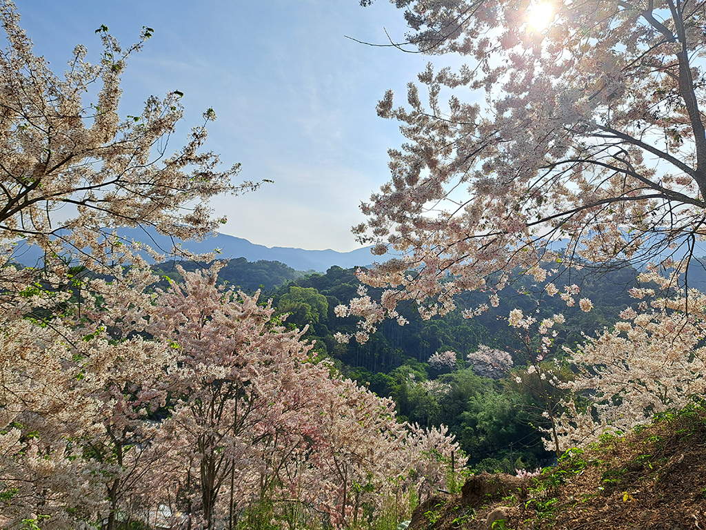 1130420阿拉伯粉紅村花旗木 (20).jpg