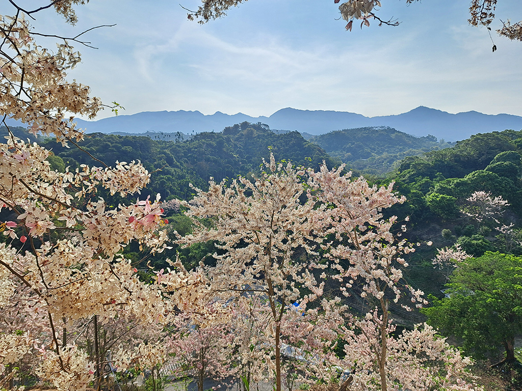 1130420阿拉伯粉紅村花旗木 (24).jpg