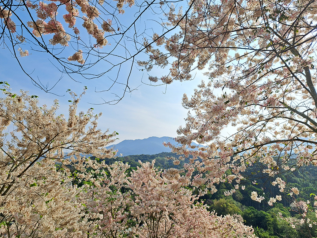 1130420阿拉伯粉紅村花旗木 (25).jpg