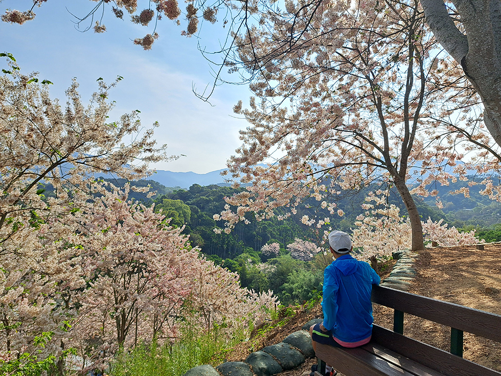 1130420阿拉伯粉紅村花旗木 (26).jpg