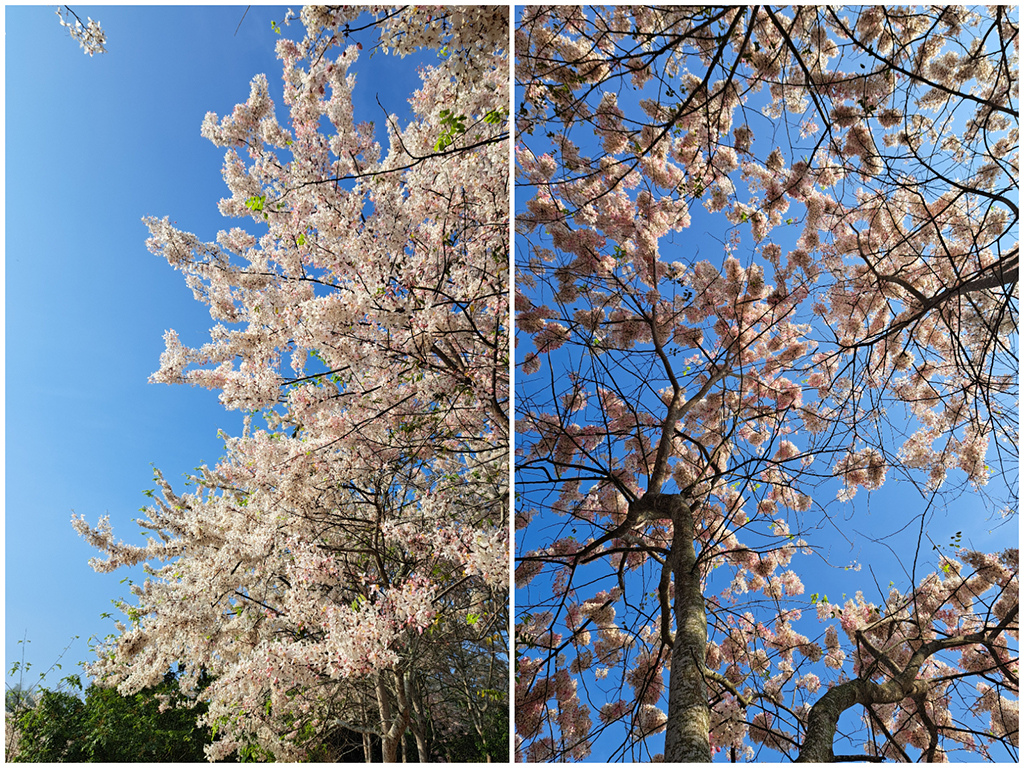 1130420阿拉伯粉紅村花旗木 (28).jpg