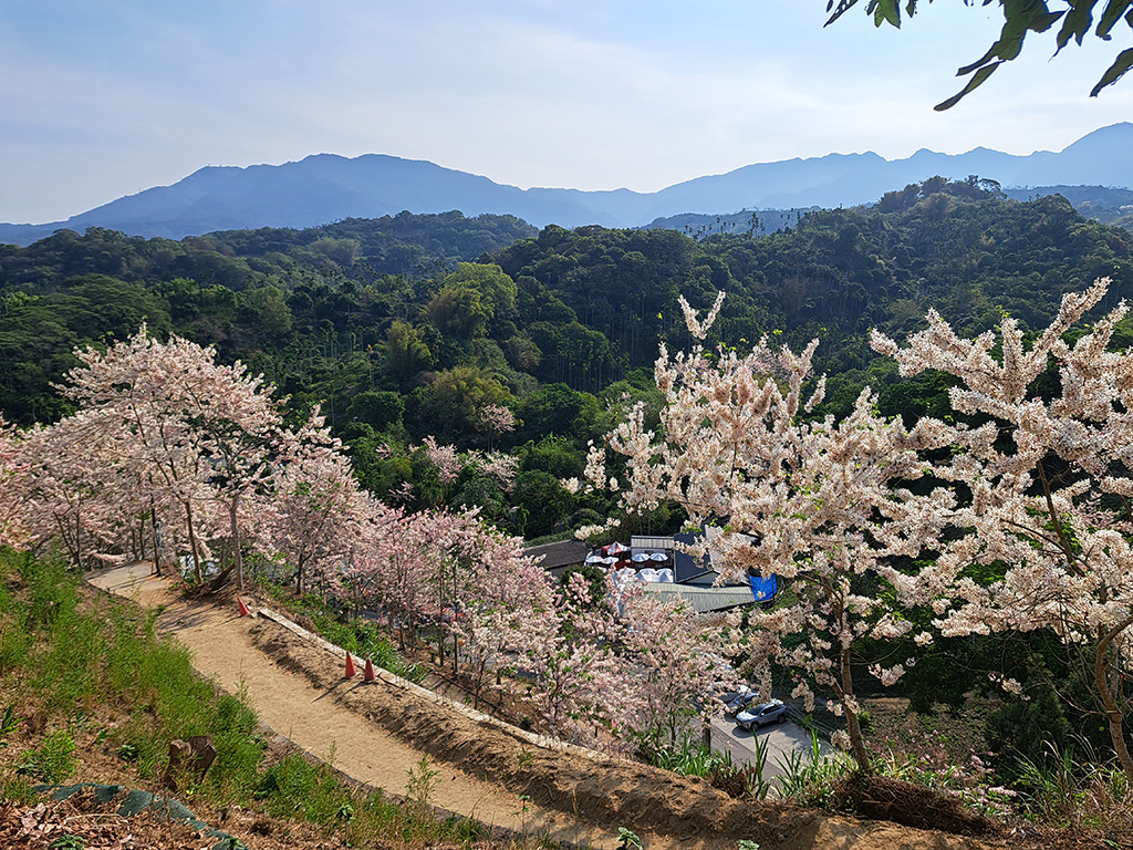 1130420阿拉伯粉紅村花旗木 (30).jpg