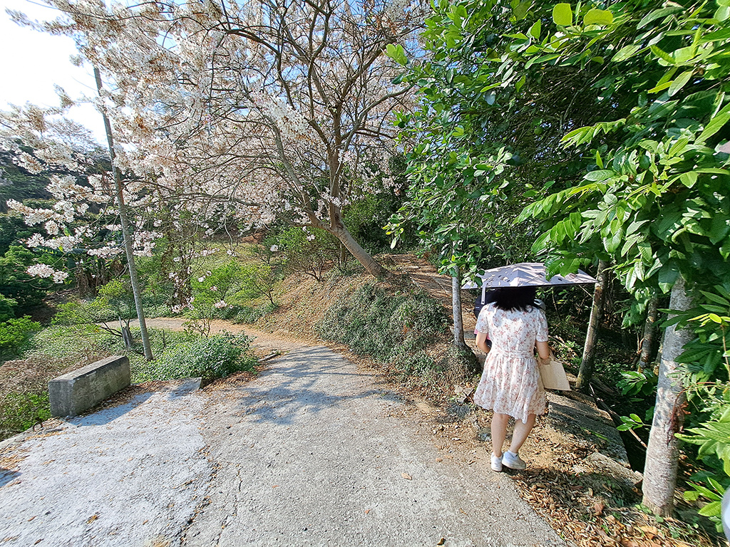 1130420阿拉伯粉紅村花旗木 (33).jpg