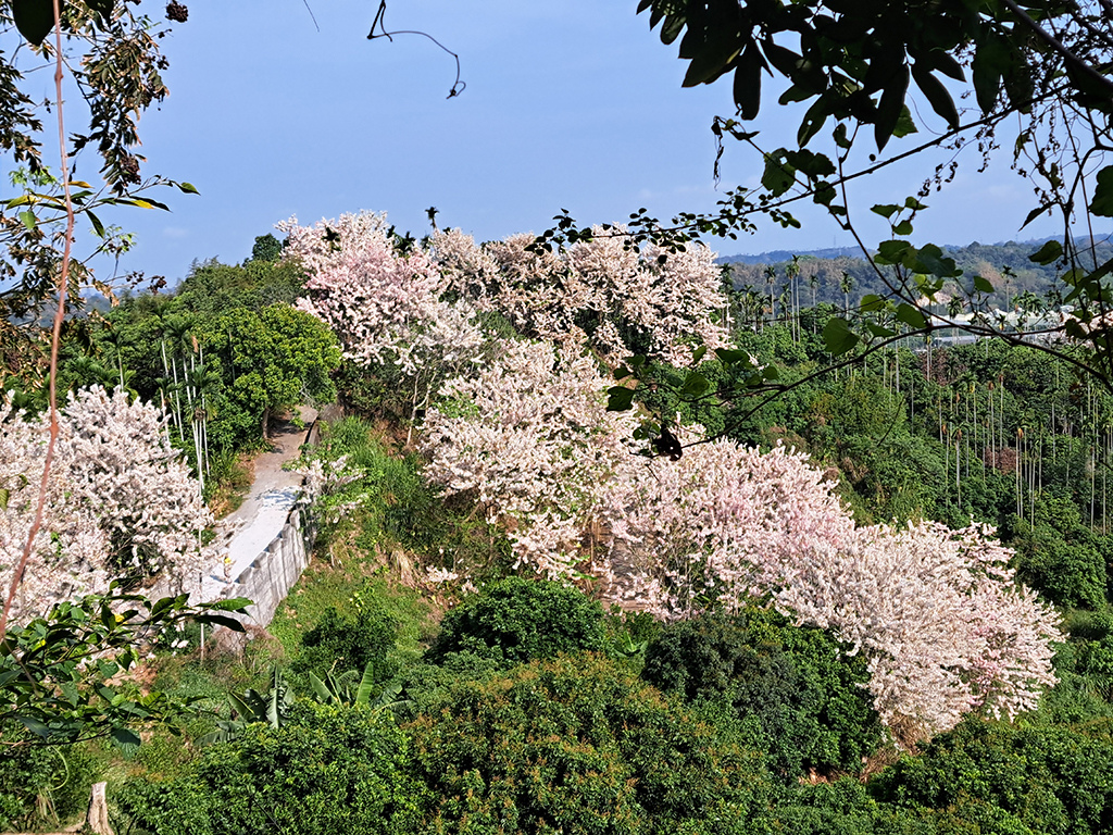 1130420阿拉伯粉紅村花旗木 (37).jpg