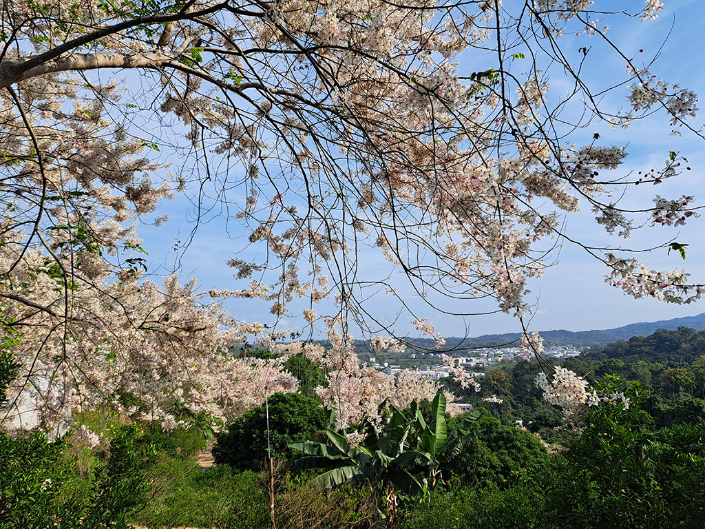 1130420阿拉伯粉紅村花旗木 (34).jpg