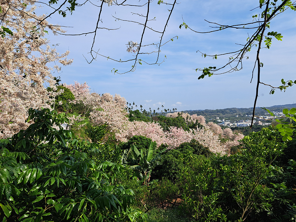 1130420阿拉伯粉紅村花旗木 (35).jpg