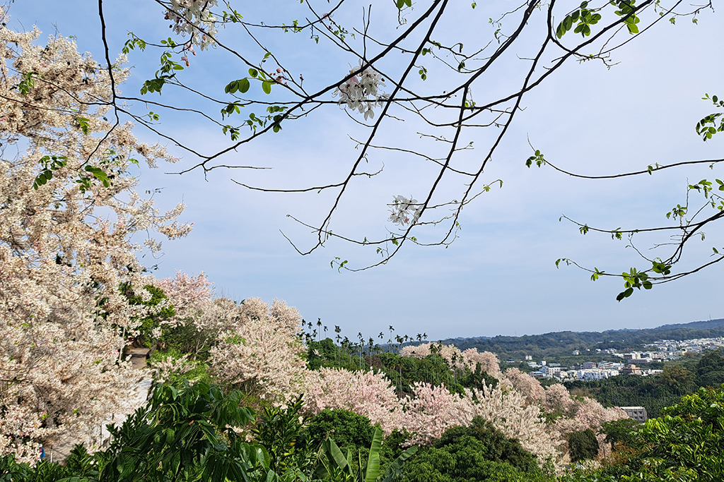 1130420阿拉伯粉紅村花旗木 (41).jpg