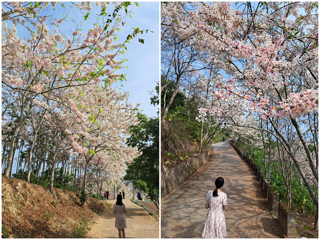 1130420阿拉伯粉紅村花旗木 (43).jpg