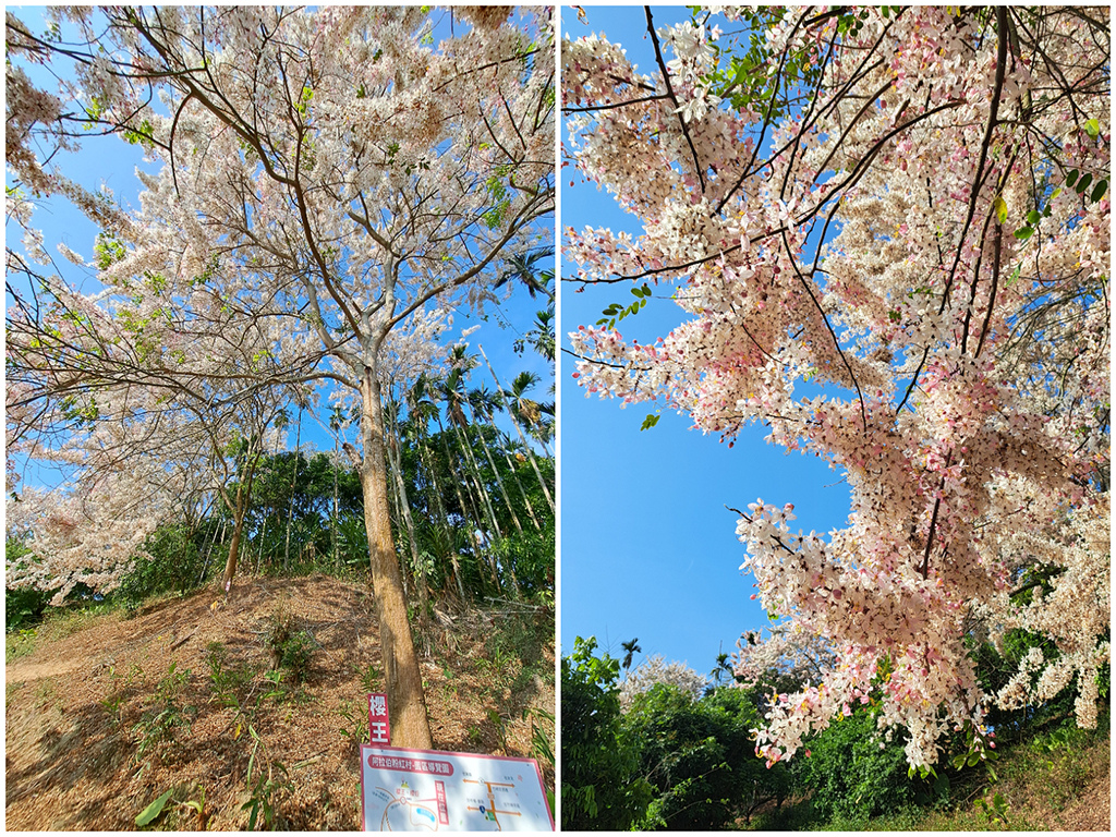 1130420阿拉伯粉紅村花旗木 (42).jpg