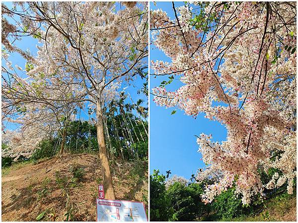 1130420阿拉伯粉紅村花旗木 (42).jpg