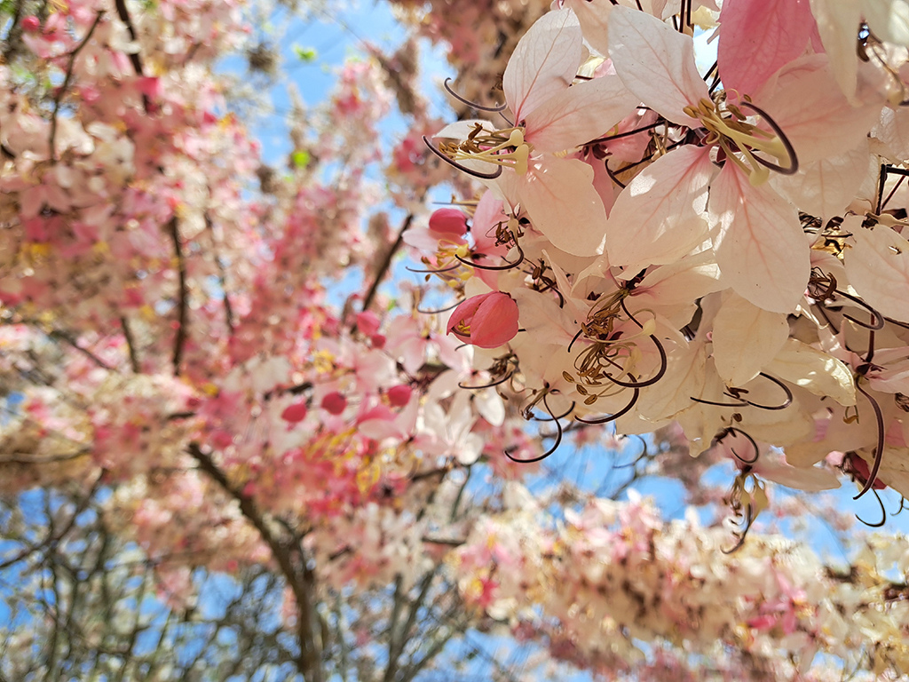 1130420阿拉伯粉紅村花旗木 (46).jpg