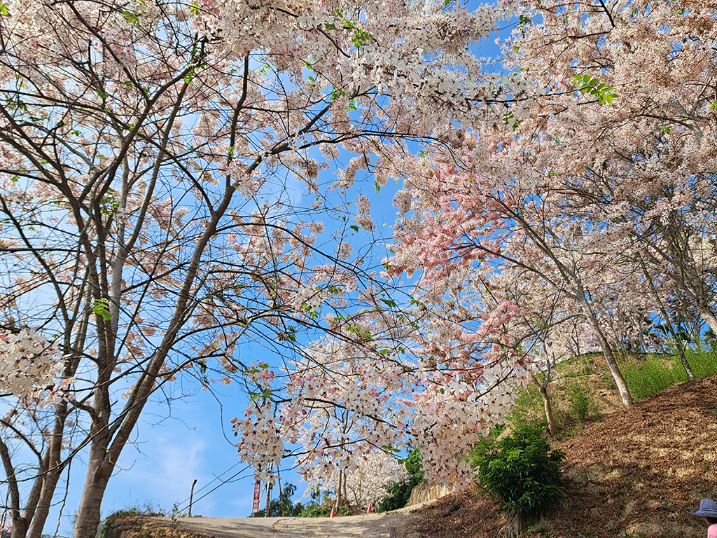 1130420阿拉伯粉紅村花旗木 (48).jpg