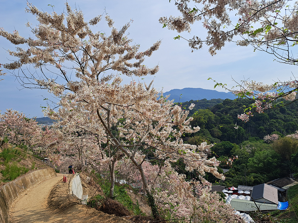 1130420阿拉伯粉紅村花旗木 (45).jpg