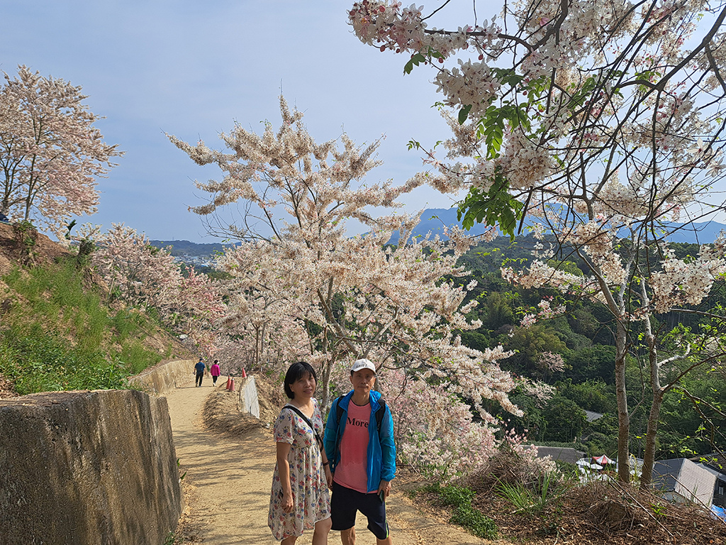 1130420阿拉伯粉紅村花旗木 (44).jpg