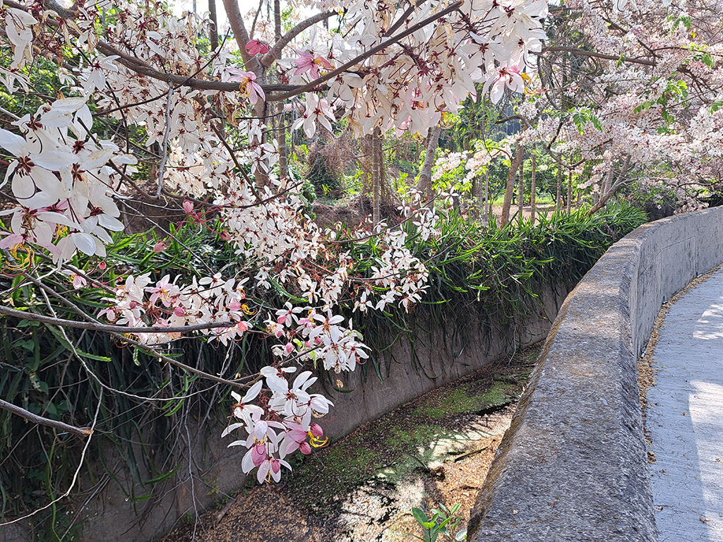 1130420阿拉伯粉紅村花旗木 (51).jpg