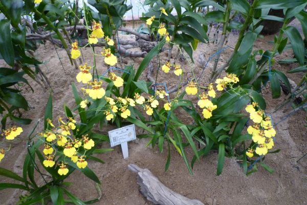 黃色蘭花