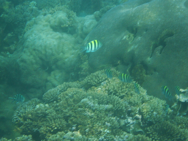 花蓮浮潛20100819永豪旅遊79.JPG