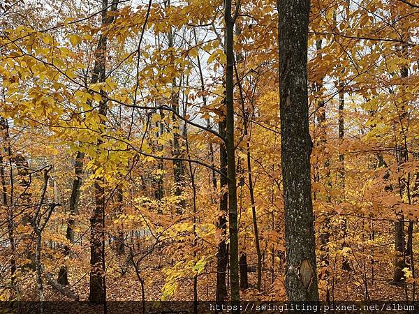 【加拿大】感恩節週末：楓葉、火雞腿，還有滿滿的感激
