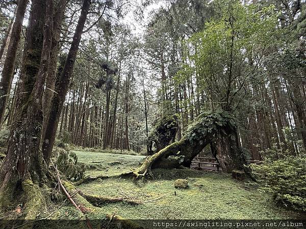 【台灣】老寶寶再訪阿里山　跟爸媽去追日出