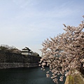 大阪城公園賞櫻