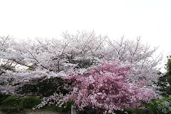 萬博紀念公園賞櫻