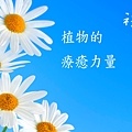 白雪裸沐浴露 洋甘菊1.jpg