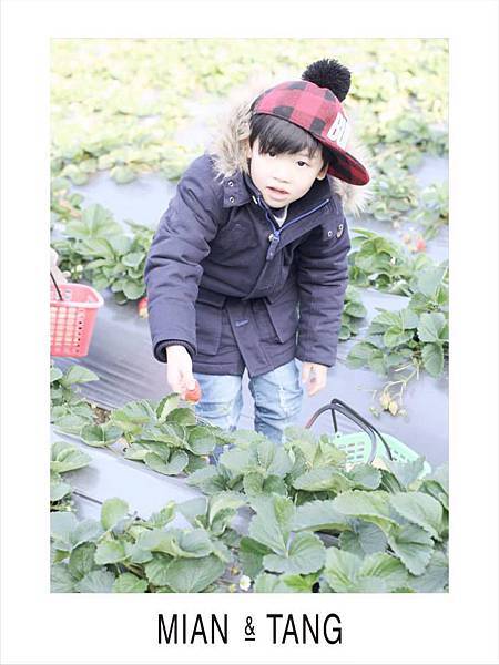 大湖草莓0７.jpg